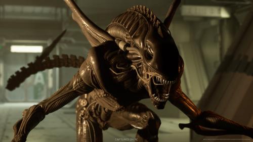 Xenomorph Confrontation